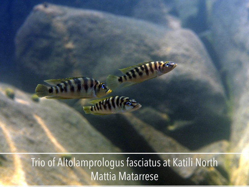 Neolamprologus fasciatus 'Katili'